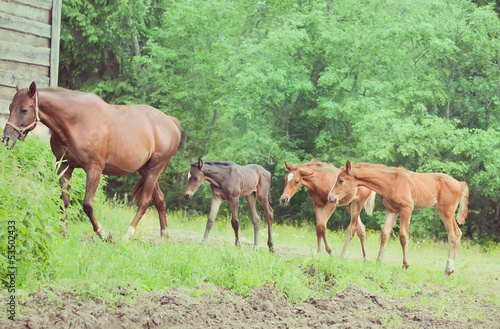 three little foals with mom © anakondasp