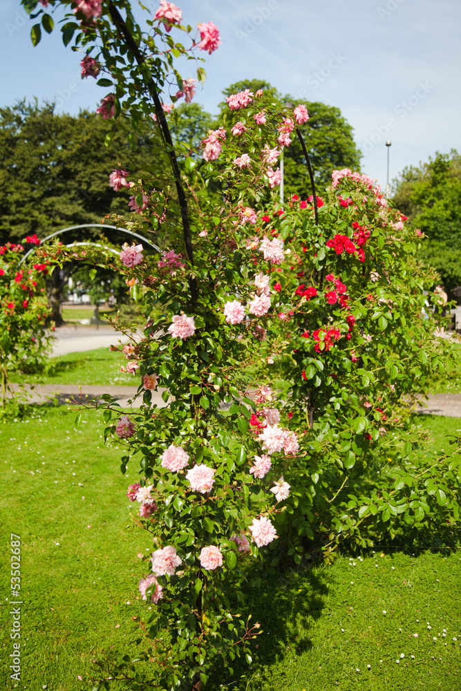 Obraz premium Rosenbögen im Park
