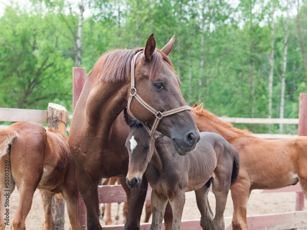 Obraz premium three little foals with mom. cloudy morning