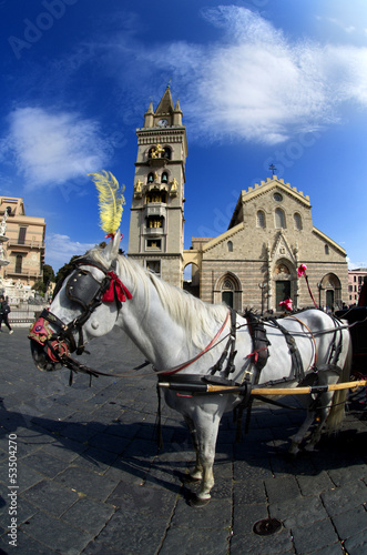 Horse in Messina,Sicily-Italy