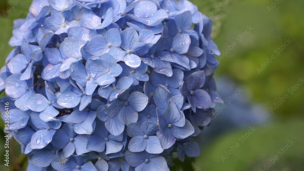 雨あがりの紫陽花 雨あがりの紫陽花