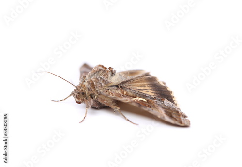 Close-up moth isolated on a white background