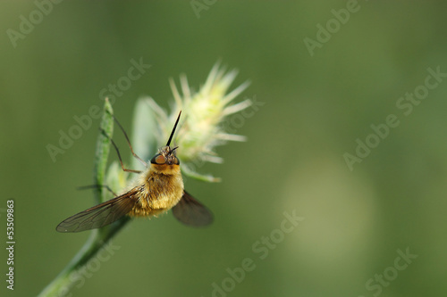 Bee fly on grass. Macro © Vitalii Hulai