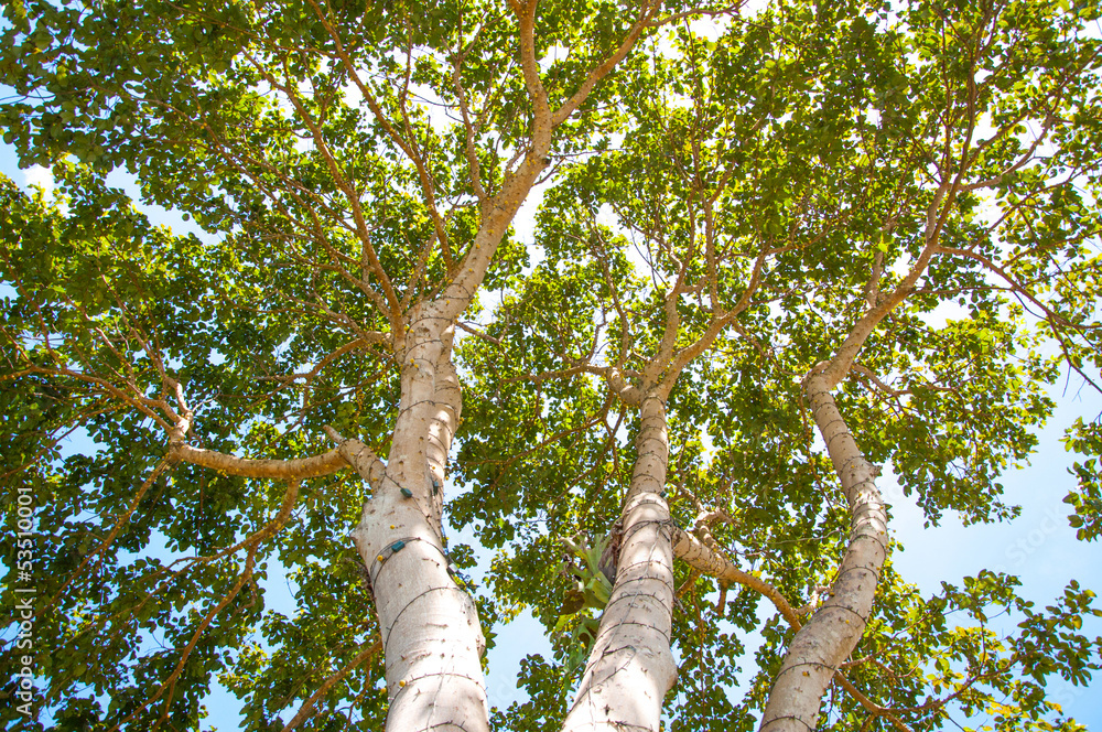 Fototapeta premium Under the shade of a tree.