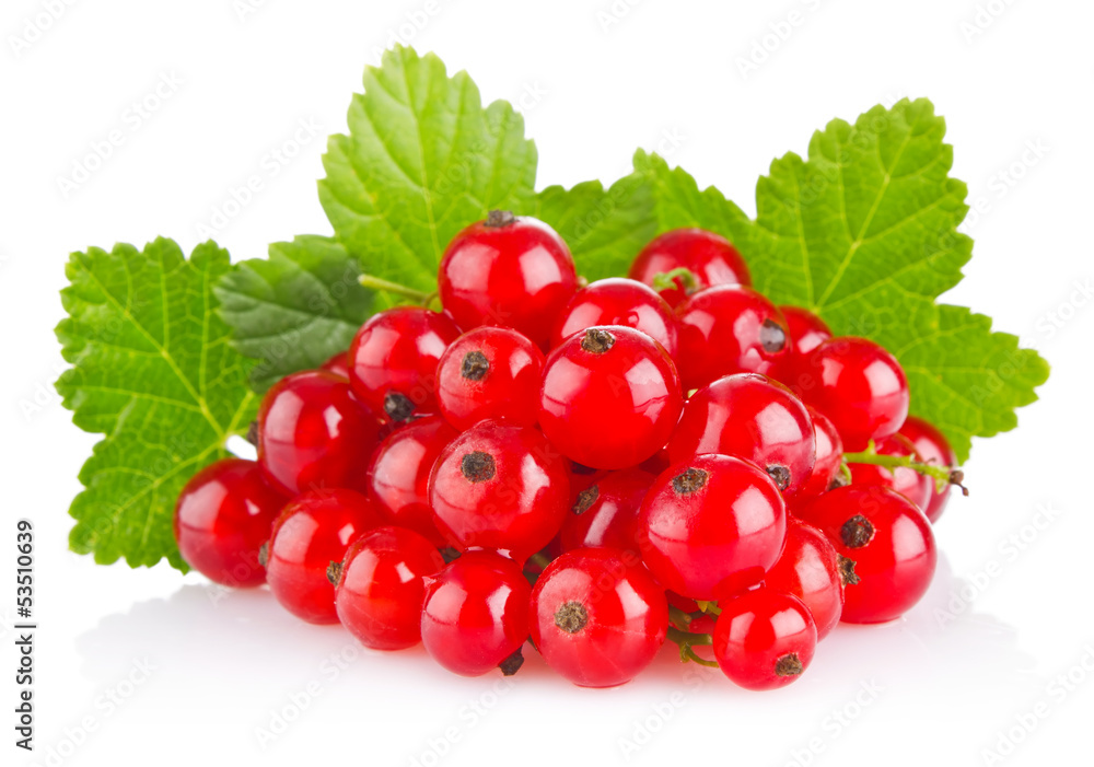 red currant with green leaf red currant with green leaf