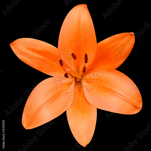 Open Orange Lily Flower Isolated on Black Background