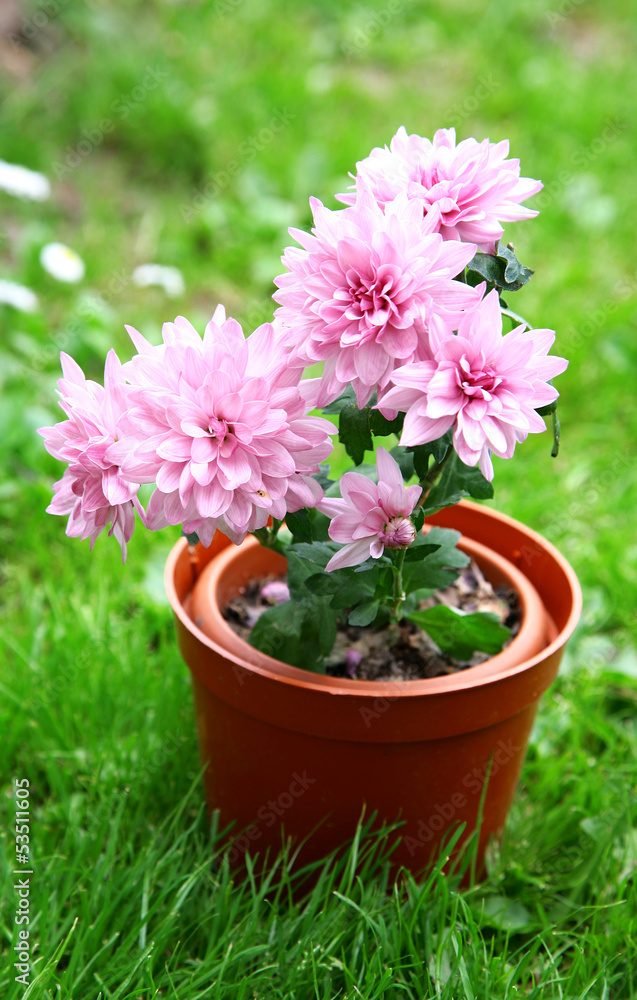 Pink japanese chrysanthemum in pot on green grass