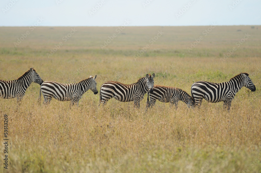 Obraz premium Zeebra