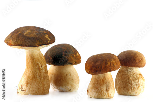 Four porcini mushroom