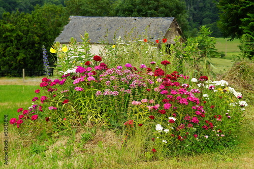 Pare-terre floraison  estivale photo