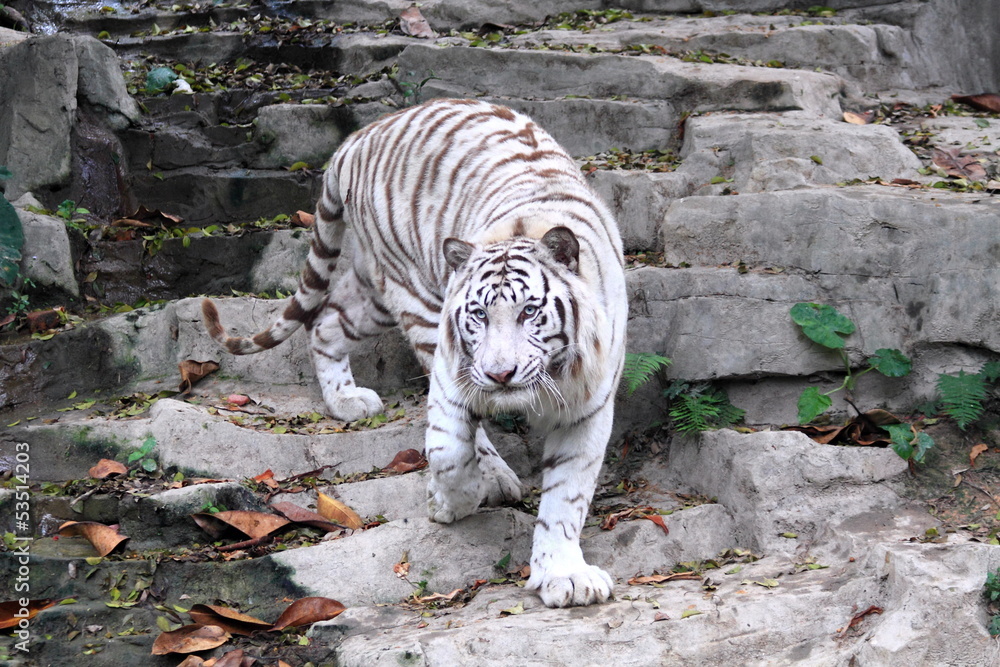 Naklejka premium white tiger in China