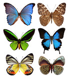 Set de papillons exotiques