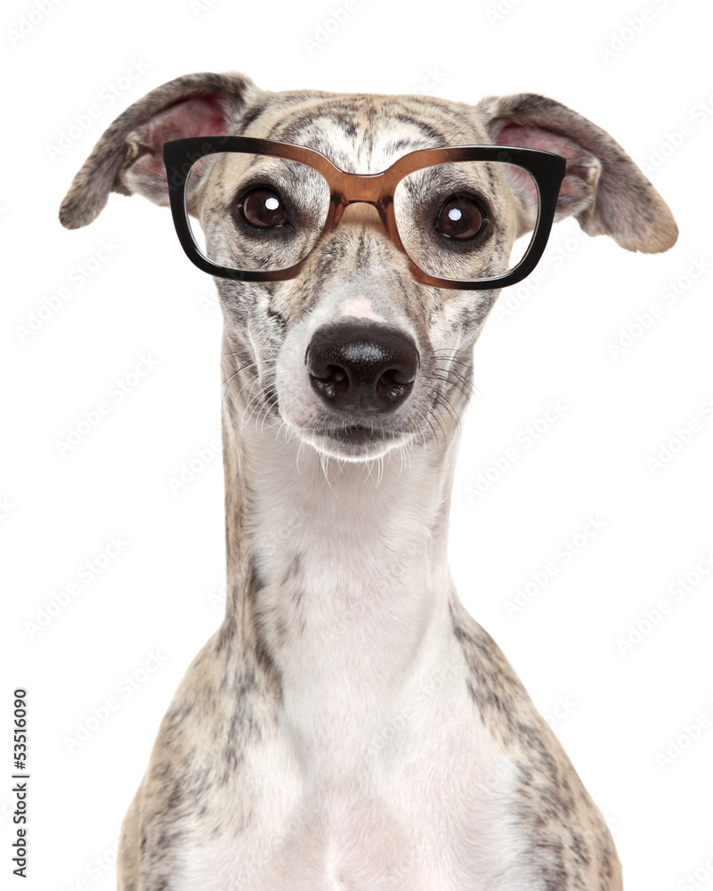 Dog in glasses on white background