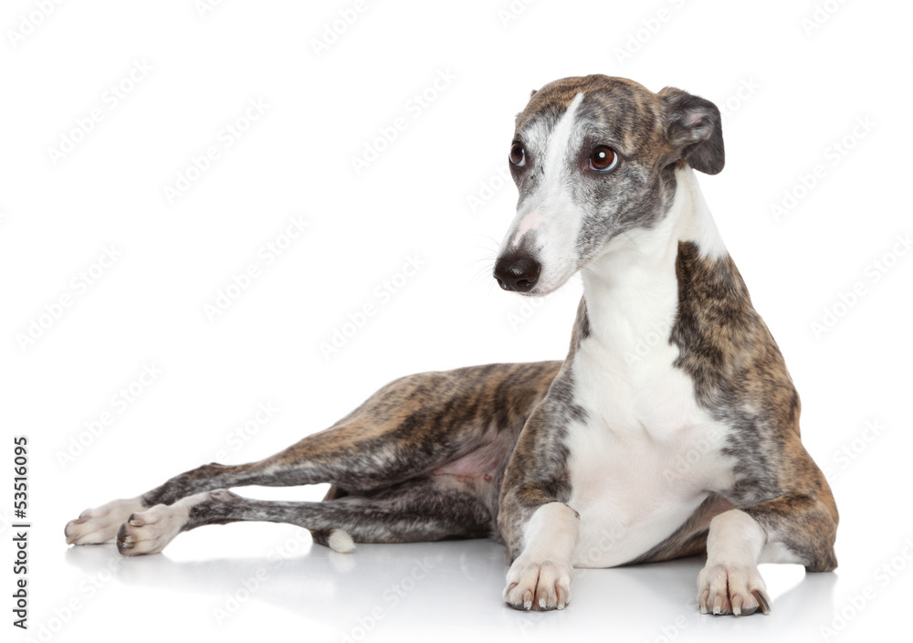Whippet lying in front of white background