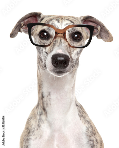 Photo Dog in glasses on white background
