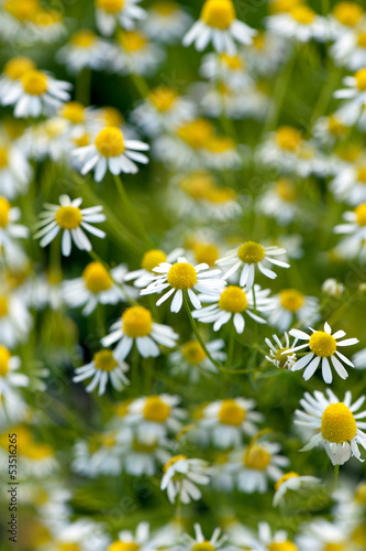 drug camomile flowers growing on green meadow