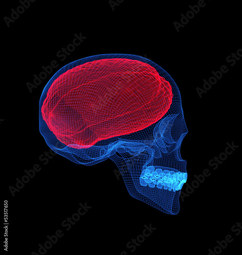 Human brain with skull x-ray  view photo