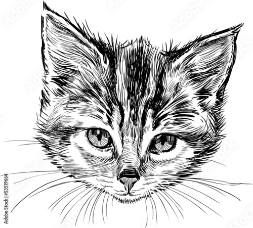 head of kitten