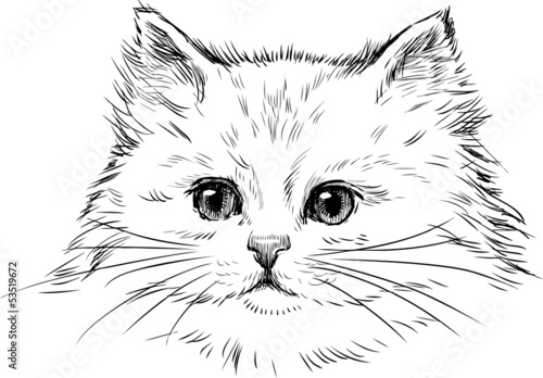 white kitten