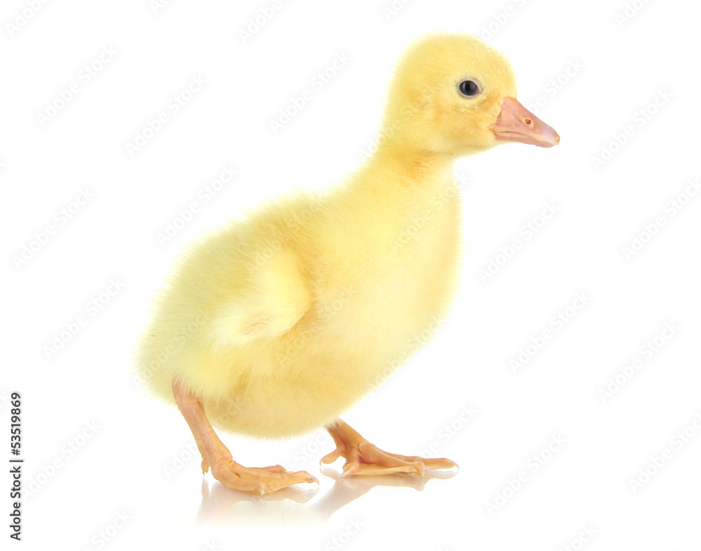 Little duckling isolated on white Little duckling isolated on white