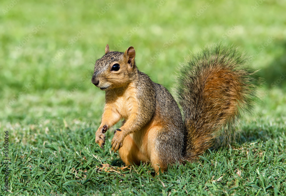 Cheerful looking young Eastern Fox squirrel (Sciurus niger) Cheerful looking young Eastern Fox squirrel (Sciurus niger)