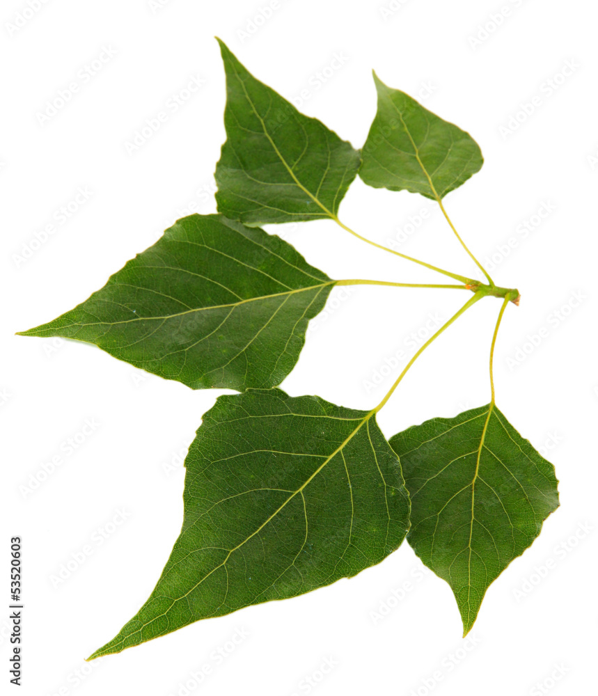 Fototapeta premium Green leaves isolated on white