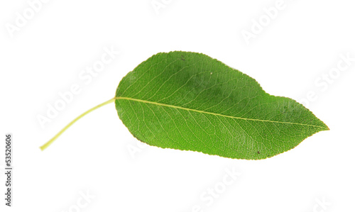 Green leaf isolated on white