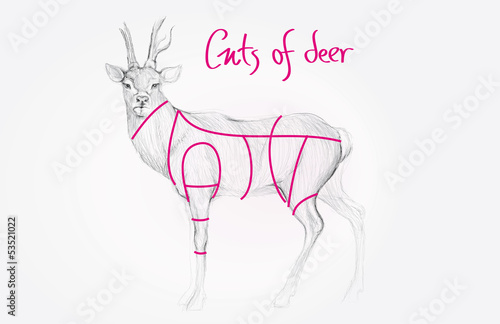Sketch of DEER / Cuts of venison meat