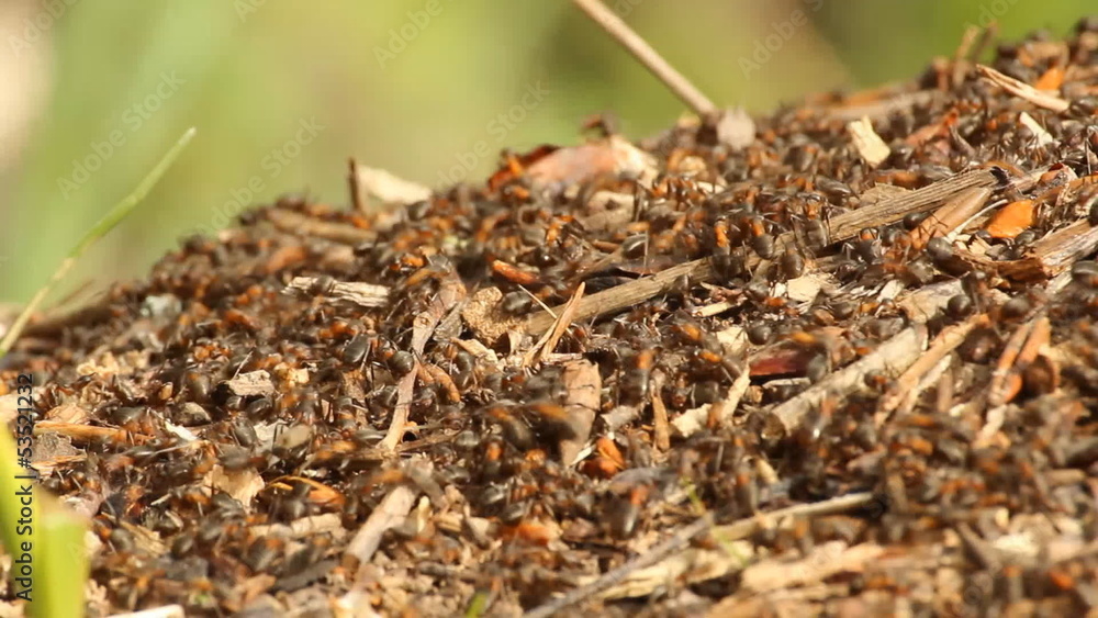The apiary. Beehives The apiary. Beehives