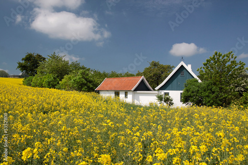 Gelbes Rapsfeld und Bauernhäuser
