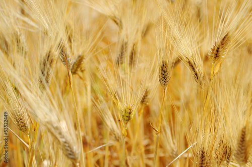 bread wheat harvest field corn ear