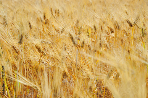 bread wheat harvest field corn ear