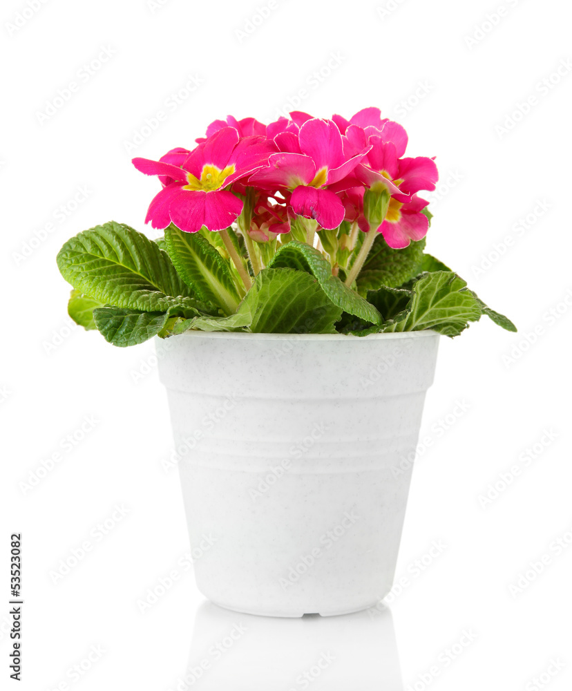 Beautiful pink primula in flowerpot, isolated on white
