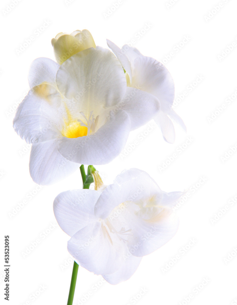 Beautiful freesia, isolated on white Beautiful freesia, isolated on white