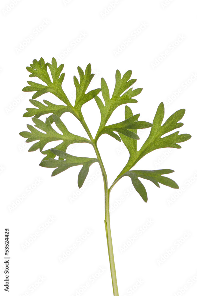 Wormwood absinthium herb therapeutic plant Wormwood absinthium herb therapeutic plant