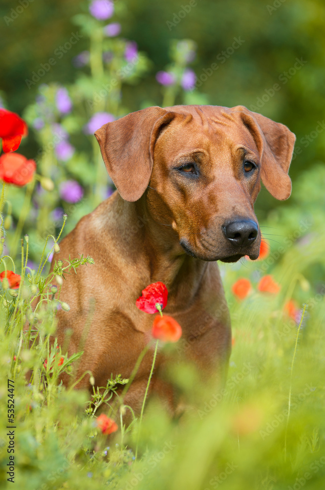 Rhodesian ridgeback puppy dog in a field of flowers Rhodesian ridgeback puppy dog in a field of flowers