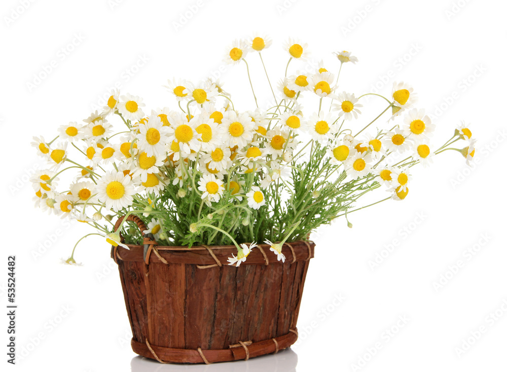 Small chamomiles in wicker basket isolated on white