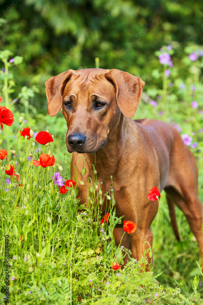 Rhodesian ridgeback puppy dog in a field of flowers Rhodesian ridgeback puppy dog in a field of flowers
