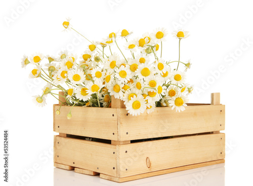 Fototapeta Naklejka Na Ścianę i Meble -  Small chamomiles in wooden box isolated on white