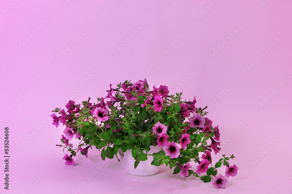 Obraz premium Purple petunia in flowerpot on light purple background