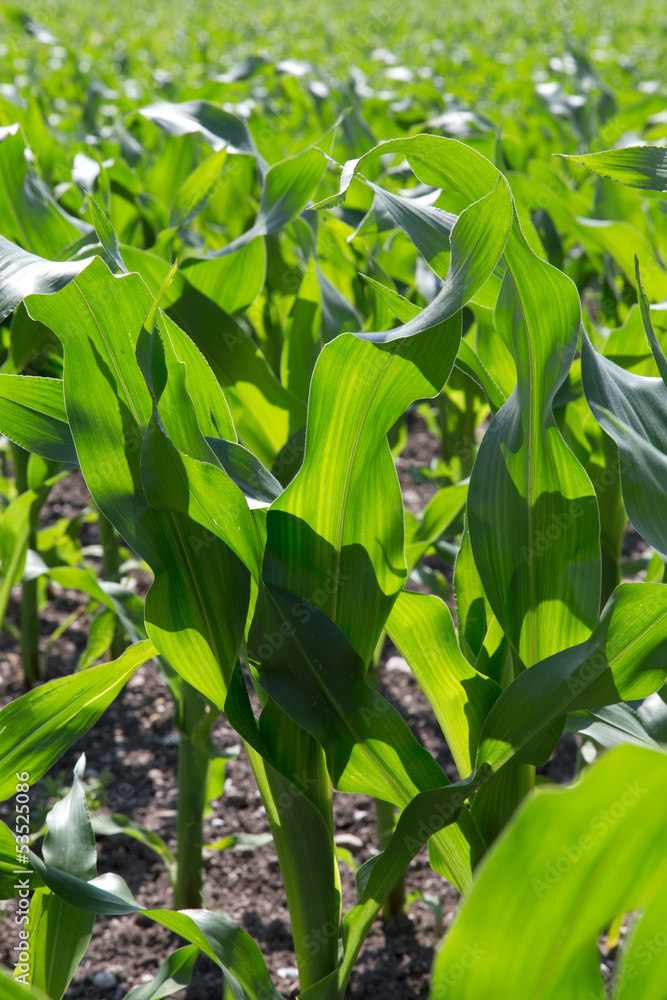 Obraz premium Futtermais