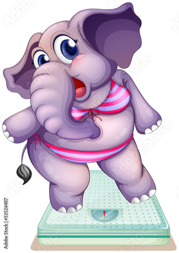 An elephant above the weighing scale