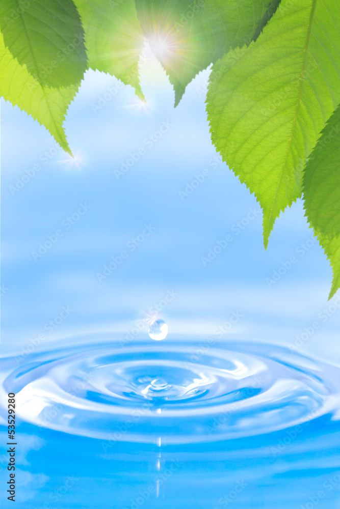 葉と水滴 葉と水滴