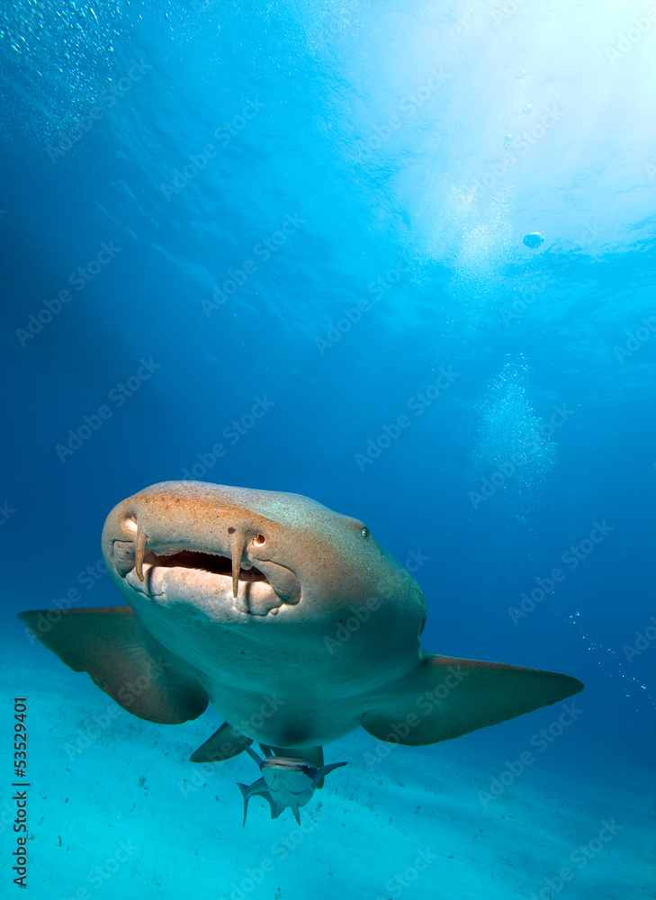 Obraz premium Nurse shark
