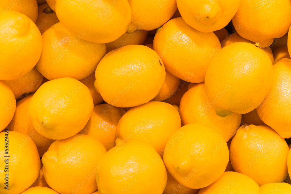 group of japanese lemon group of japanese lemon