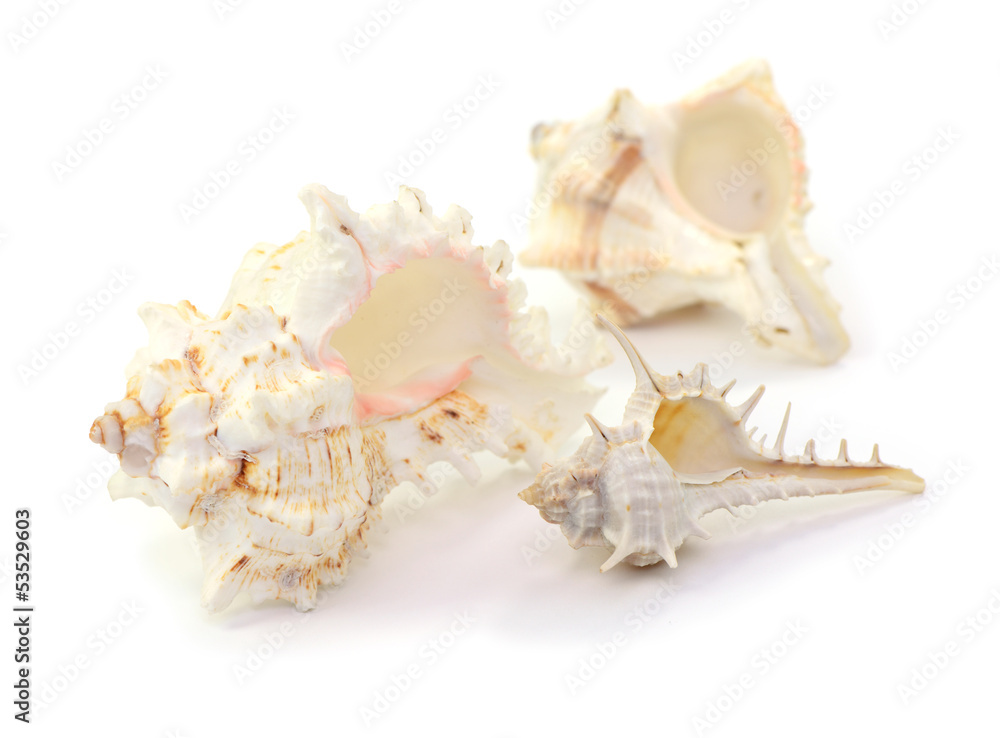 Naklejka premium Muschel