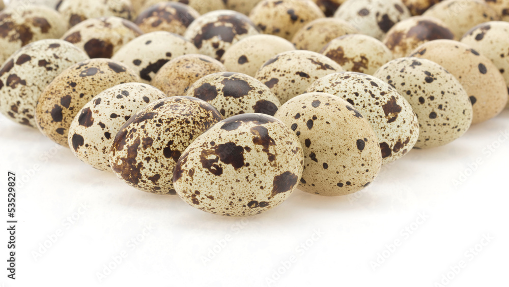 Obraz premium quail egg on white