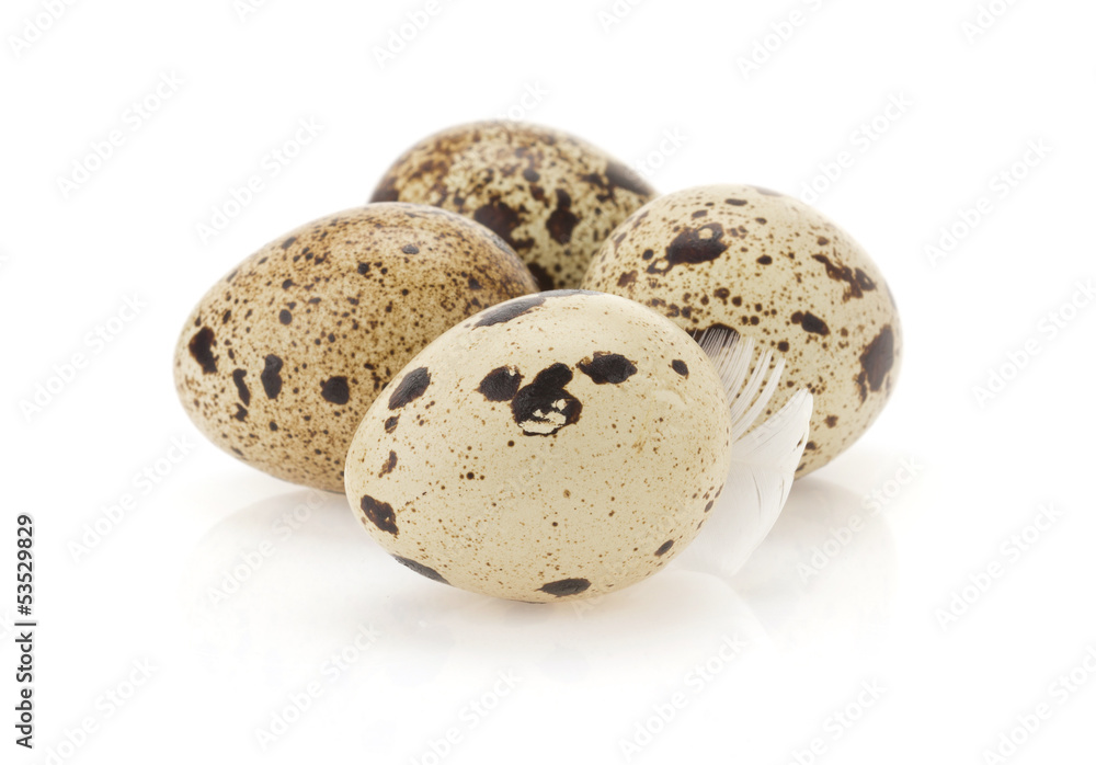 Obraz premium quail egg on white