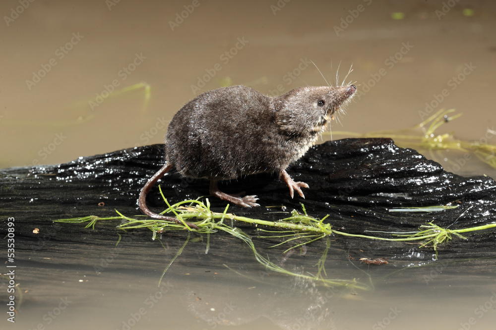 Ταπετσαρία Water shrew, Neomys fodiens