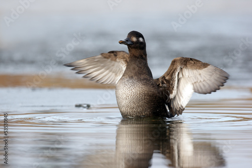 Velvet scoter, Melanitta fusca photo